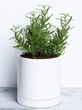 Rosemary