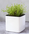 Thyme