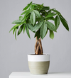 Eileen's Money Tree